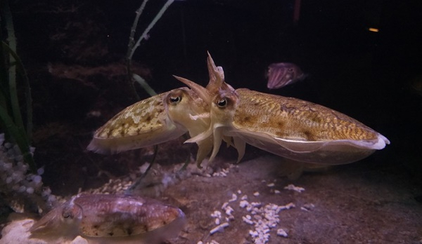 여수 전남해양수산과학원 수족관에 전시된 참갑오징어 한쌍.