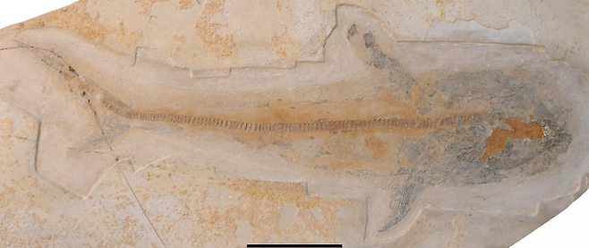 멕시코에서 발견된 골격이 잘 보존된 '프티코두스'의 화석. Romain Vullo/위키미디어 제공