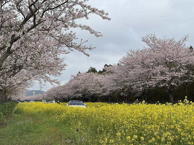 올해 4월 제주 서귀포시 녹산로에 핀 벚꽃과 유채꽃.