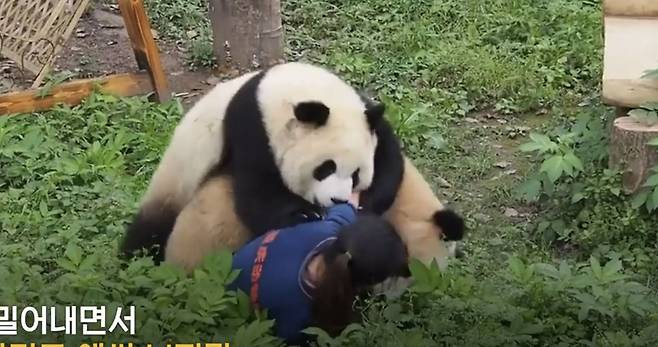 지난 23일(현지시간) 중국 충칭동물원에서 야외 사육장으로 나온 판다 두 마리가 먹이를 주던 사육사에게 달려드는 일이 발생했다. 사진 연합뉴스 캡처