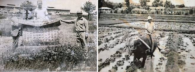 ▲취병 조형 유허비 발굴장면(왼쪽), 1960년대 농부가 쟁기질하는 모습(오른쪽) [비아동주민자치회]