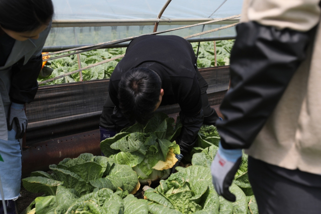 주재현 기자가 24일 충남 예산군 한 봄배추 재배 농가에서 생산량 조사 표본 배추를 수확하고 있다. 사진제공=통계청