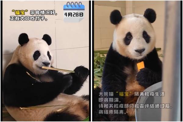 푸바오가 대나무, 당근 등을 먹으며 행복한 표정을 짓고 있다. 중국 '웨이보' 캡처