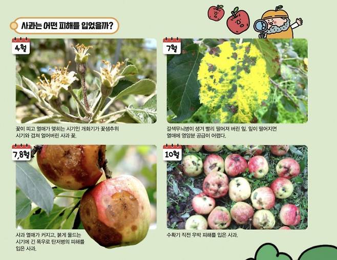 사과의 피해 현황. 네이버 블로그, 동아 DB, 국가농작물병해충관리시스템 제공