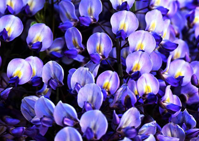 포도송이처럼 풍성한 보라색 등나무꽃이 햇빛을 받아 용 비늘처럼 반짝이고 있다.