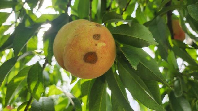 탄저병에 걸린 복숭아. 농진청