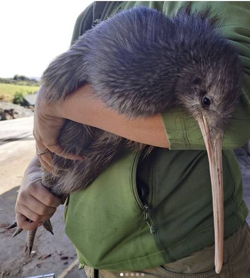 뉴질랜드산 거대 키위/사진=뉴질랜드 환경보호부 인스타그램 캡처