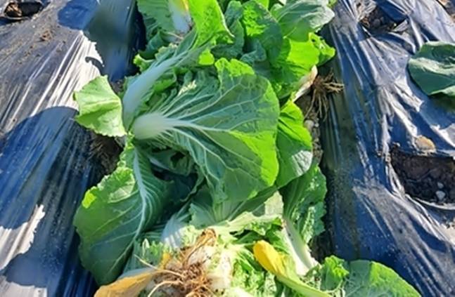 수확 포기한 배추 (사진=연합뉴스/농민 제공)