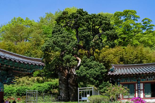 순천 송광사 천자암 쌍향수