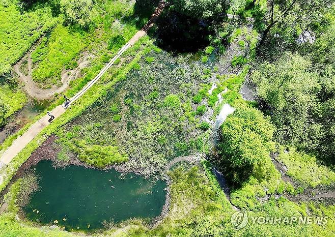 광주 북구 평두메습지, 국내 26번째 '람사르습지' 등록 (광주=연합뉴스) 조남수 기자 = 13일 광주 북구 평두메습지에서 무등산국립공원공단 관계자들이 습지 생태를 살펴보고 있다.
광주 지역 최초이자 국내 26번째 람사르습지로 등록된 평두메습지에는 삵·담비·수달 등 멸종위기 야생생물과 식물 약 786종(동물 578종·식물 208종)이 서식하고 있다. 2024.5.13 iso64@yna.co.kr