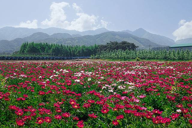 ▲ 같은날 홍천군의 한 작물 생산지에는 붉게 핀 작약꽃의 개화가 한창이다.