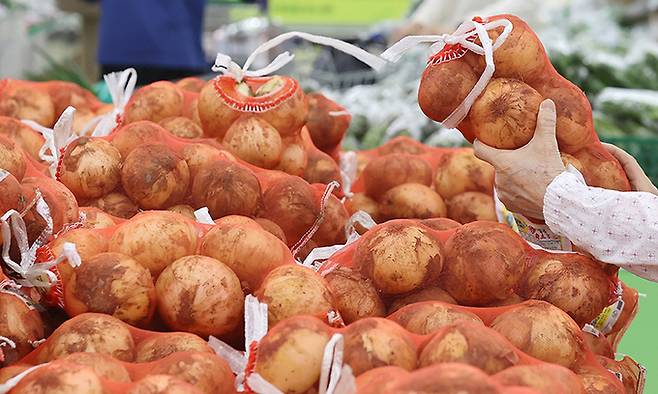 서울 한 대형마트에서 양파를 고르는 시민의 모습. 연합뉴스