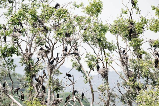 충남 서천군의 한 저수지에 민물가마우지 둥지가 가득하다. 이 저수지 인근은 온통 논밭으로 인구 밀도가 낮다. 민물가마우지는 보통 인적이 드문 수변에서 서식하고 반경 20㎞ 내에서 먹이를 사냥한다.