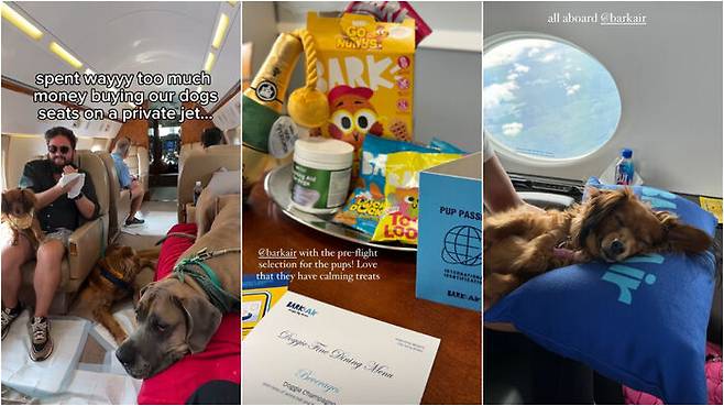 반려견 항공 서비스를 이용한 한 여행객의 후기 사진들. 왼쪽부터 차례로 다양한 반려견들이 각 좌석에 앉아있는 모습, 비행 전 견주가 선택한 반려견 간식과 장난감을 제공받은 모습, 비행 중 반려견이 편안히 잠든 모습이다. (사진=@herboozytails 인스타그램)