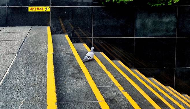 비둘기 한 마리가 뒤뚱거리며 계단을 내려가는 모습이 신기해 한참을 바라보았습니다. 사람도 동물도 항상 계단을 조심히 오르내려야겠습니다. 이충우 기자