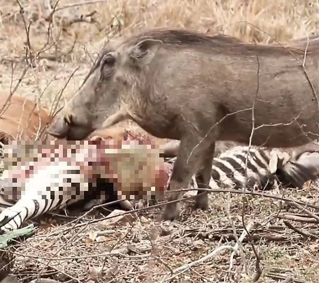 혹멧돼지가 스캐빈저(청소부)가 돼 얼룩말 사체를 뜯어먹고 있다. /Animals World Facebook