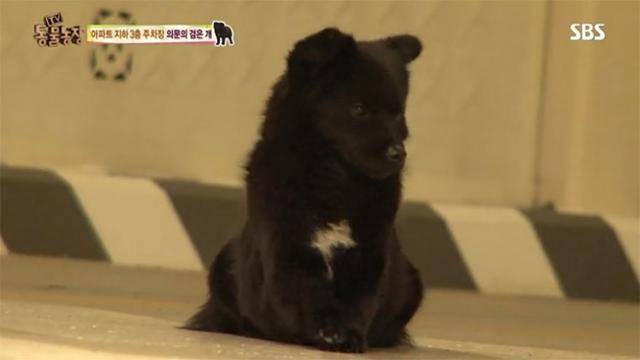 지난 2016년 부산의 한 아파트 지하주차장을 떠돌던 강아지 '나오미'의 모습. SBS TV동물농장 캡처