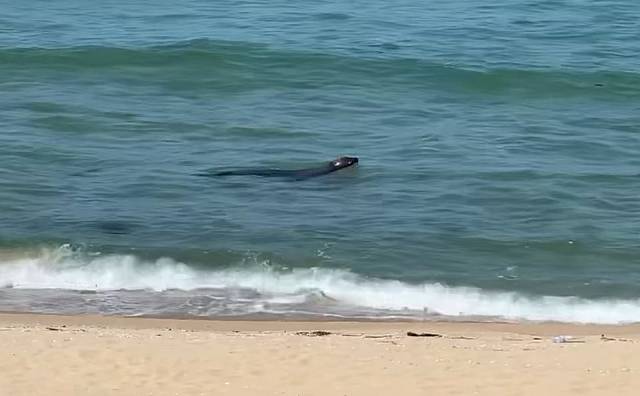 2일 오후 강원 강릉시 강동면 정동진 해수욕장 인근 바다에서 물개 한 마리가 유영하는 모습이 시민의 카메라에 포착됐다. 사진 제공=독자·연합뉴스