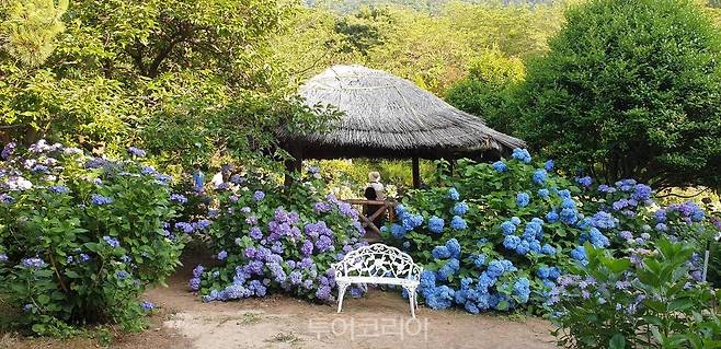 고성 수국 축제