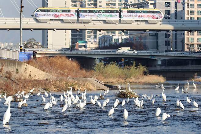2022년 12월 6일 오전 대구 도심을 가로질러 흐르는 신천에서 백로가 무리를 지어 먹이를 찾고 있다. /뉴스1