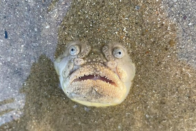 싱가포르 해변에서 발견된 '큰무늬통구멍'이 독특한 생김새로 화제가 됐다. 사진=인스타그램(The Untamed Paths) 캡처