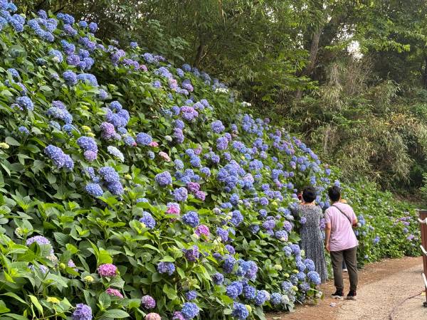 수국이 탐스럽게 피어 탐방객을 맞고 있는 대동면 수안마을 입구. 김해시 농촌활성화지원센터 제공