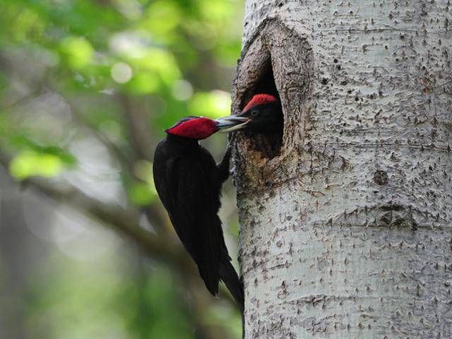 천연기념물이자 멸종위기야생생물 2급인 까막딱따구리가 새끼에게 먹이를 물어다 주고 있는 모습. 딱다구리보전회 제공
