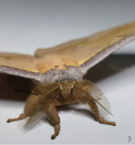 3 황제산누에나방은 박쥐가 먹이를 찾으려고 내는 초음파를 흡수해 자기 위치를 숨긴다. 나방의 날개 비늘을 알루미늄 판에 붙였더니 소리 에너지의 87%를 흡수했다. 사진 영국 브리스톨대