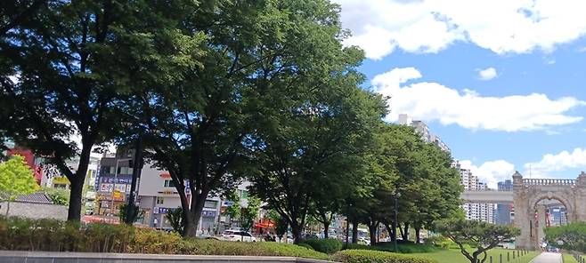 느티나무 가로수와 독립문