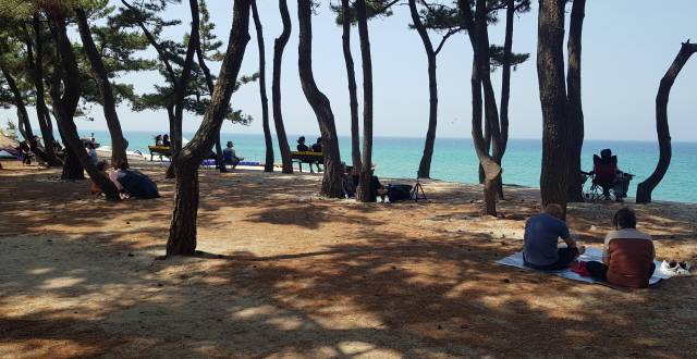 ▲ 강릉에서 지난 10일 최저 기온이 25도를 기록하며 올해 첫 열대야 현상을 보인 가운데 11일 시민과 관광객들이 송정 해변 솔밭을 찾아 더위를 식히고 있다. 강원도민일보 자료사진