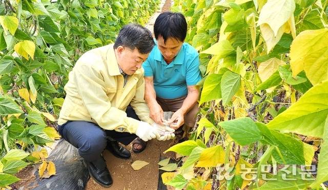박노춘 충남 예산중앙농협 조합장(왼쪽)이 호랑이강낭콩농가 이용전씨와 선도농가를 활용한 종자 공급방안을 논의하고 있다.