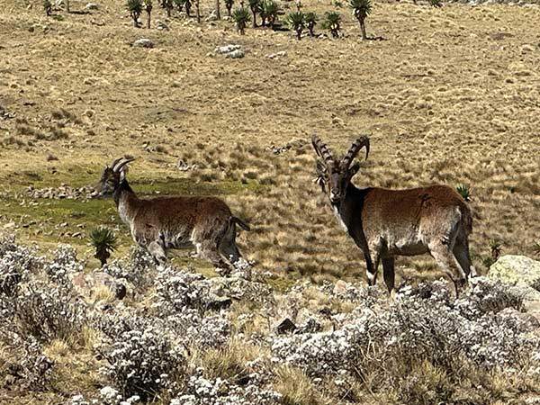 시미엔국립공원에만 서식하는 멸종위기의 야생염소 왈리아 아이벡스.