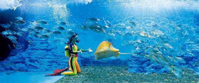 2011년 63씨월드(현 아쿠아플라넷63)에서 아쿠아리스트가 피딩쇼를 선보이고 있다. / 사진=한화호텔앤드리조트 제공