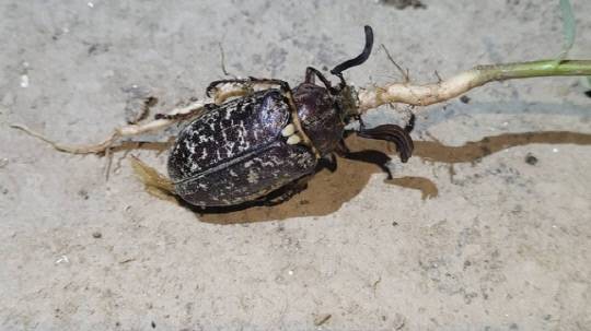 수염풍뎅이 성체. 보철거를위한금강영산강시민행동 제공