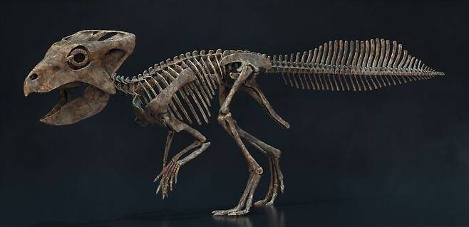 2008년 경기 화성에서 발견된 국내 고유 공룡 '코리아케라톱스'의 복원 결과. 현재까지 국내에서 고유 종으로 인정 받은 공룡은 코리아케라톱스를 비롯해 2종뿐이다./화성시