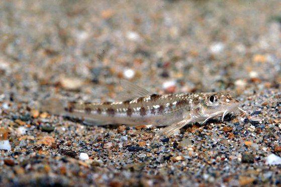 한국의 고유종이자 멸종위기 1급 야생동물인 흰수마자. 사진=환경부
