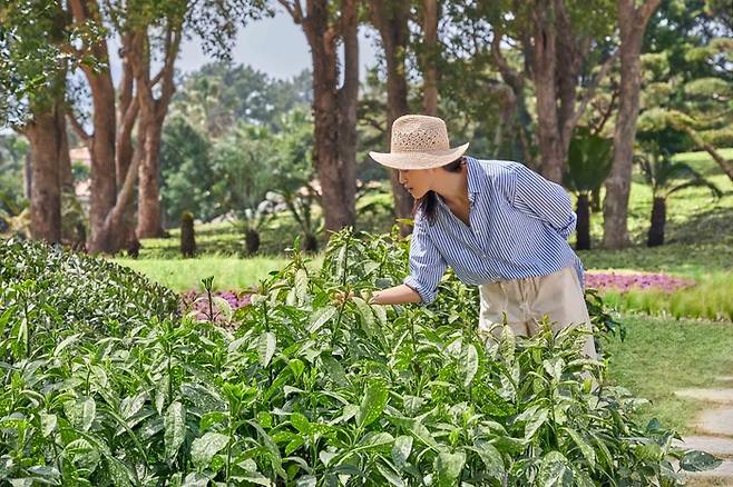 JW 메리어트 제주 리조트 &스파 / 사진=메리어트