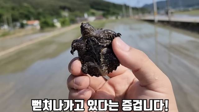 창원에서 발견된 생태계교란 생물 늑대거북. 헌터퐝 유튜브 캡처