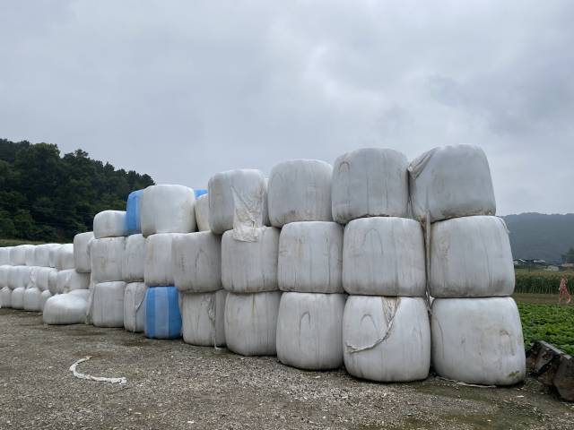 12일 충북 괴산군에 위치한 이삼숙(62) 씨의 축사 앞에 올해 수확한 보리가 포장된 채 쌓여 있다. 이 씨는 보리를 사료와 배합해 사용하면서 사료 비용을 절감하고 있다. 괴산=이승령 기자