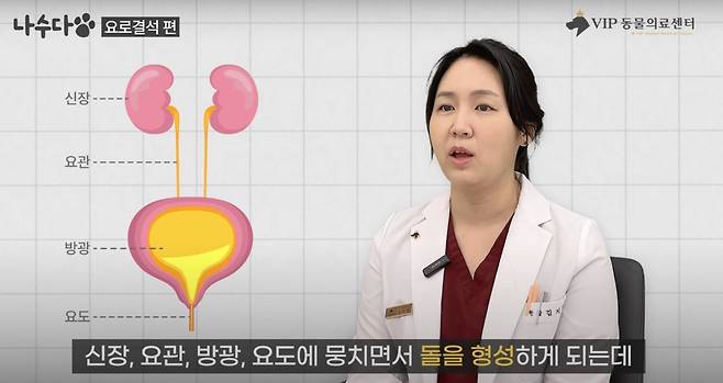 요로결석은 보통 요에 축적된 미네랄이 신장, 방광, 요도에 뭉치면서 돌을 형성하는 질환이다. (VIP동물의료센터 제공) ⓒ 뉴스1