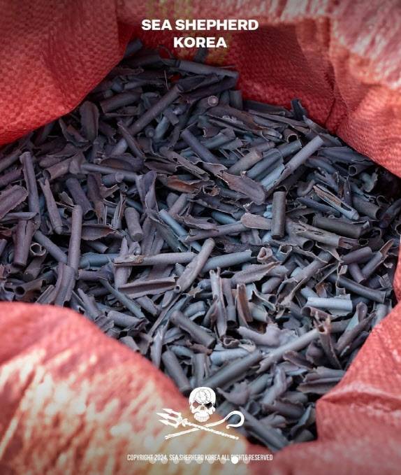 폭죽놀이 후 나오는 탄피들 (사진=해양보호단체 시셰퍼드)