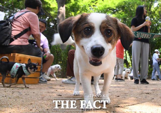 지난해 반려견·반려묘 신규 등록은 27만1000마리로 전년(30만3000마리)보다 10.4% 감소했지만, 누적 등록은 328만6000마리로 전년(305만4000마리)보다 7.6% 증가했다./더팩트DB