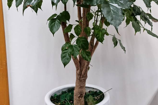 녹보수. 잎 가장자리에 톱니가 있어서 뾰족뾰족하고, 수피는 잔무늬가 없지 않지만 매끄러운 편이다.