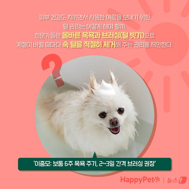 강아지 곰돌이컷 미용, 주의해야 하는 이유 ⓒ News1 양혜림 디자이너
