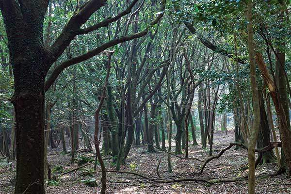 숲이 짙은 신례천생태탐방로. 코스 모든 구간에 거의 해가 들지 않는다.