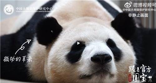 자면서 귀 움직이는 푸바오. 사진 중국판다보호연구센터 홈페이지 캡처