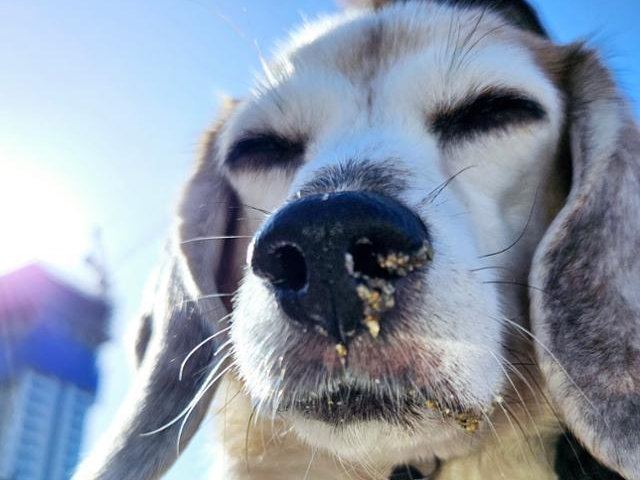 실험에 동원되다 구조돼 임시보호가정에서 지내면서 처음으로 바다를 본 '용20'. 비글구조네트워크 제공