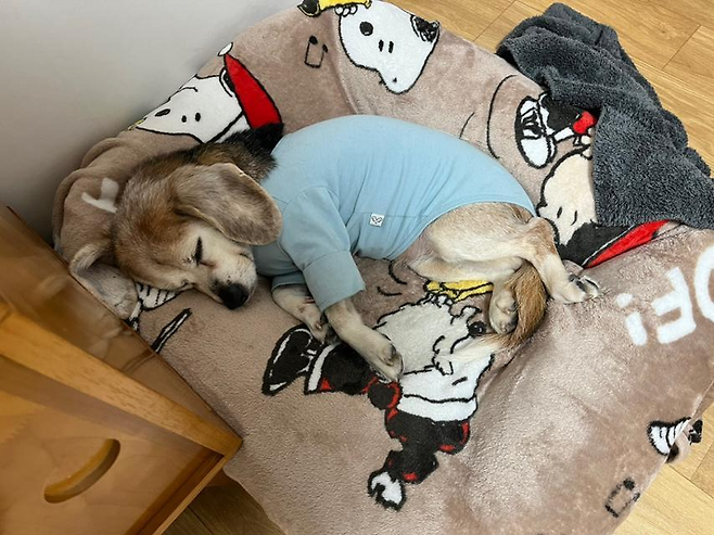 임시보호가정에서 편하게 쉬고 있는 용20의 모습. 비글구조네트워크 제공