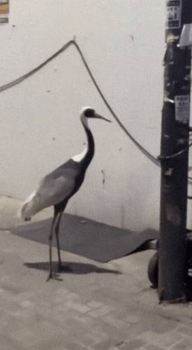 부산에 나타난 두루미/사진=온라인 커뮤니티 갈무리