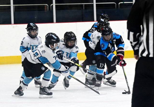 ▲ 19일 춘천송암스포츠타운 빙상장에서 열린 2024 전국유소년 아이스하키대회 초등 저학년부 춘천타이거즈와 와이번즈 경기에서 양팀 선수들이 퍽 경합을 벌이고 있다. 김정호